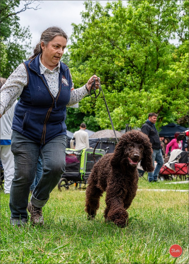 Expo canine Nancy  🇫🇷  25/05/2025. Photographe à Strasbourg | Portraits, Studio, Enfants, Événements