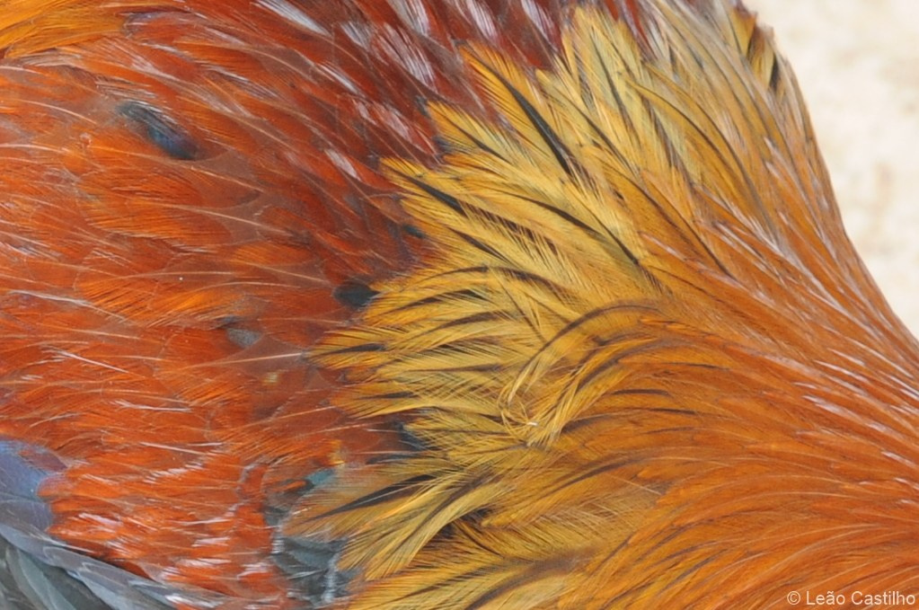 Photos of animals. Simbahalu