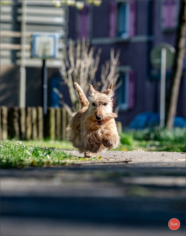 Expo canine   🇫🇷   Mulhouse 5-6/04/2025. Photographe à Strasbourg | Portraits, Studio, Enfants, Événements