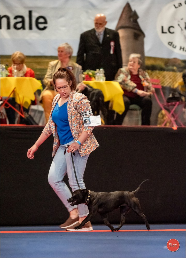Expo canine   🇫🇷   Mulhouse 5-6/04/2025. Photographe à Strasbourg | Portraits, Studio, Enfants, Événements