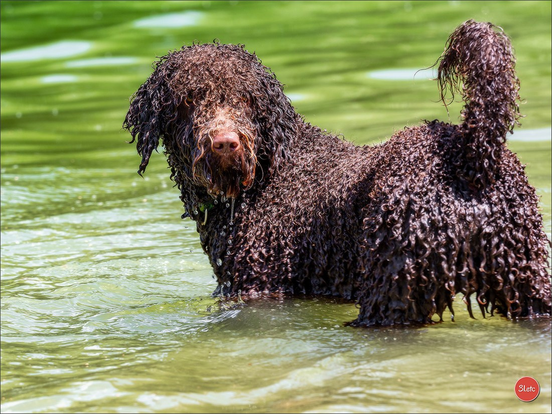 Dog Show Hallbergmoos  🇩🇪  11-13/07/2025. Photographe à Strasbourg | Portraits, Studio, Enfants, Événements