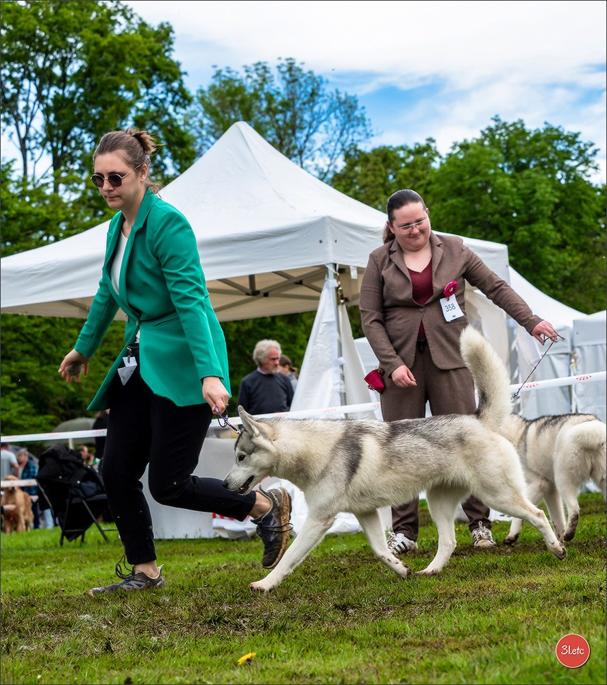 Exposition Canine Nationale  05/05/2024  CHALON-SUR-SAÔNE (Saône-et-Lo. Photographe à Strasbourg | Portraits, Studio, Enfants, Événements