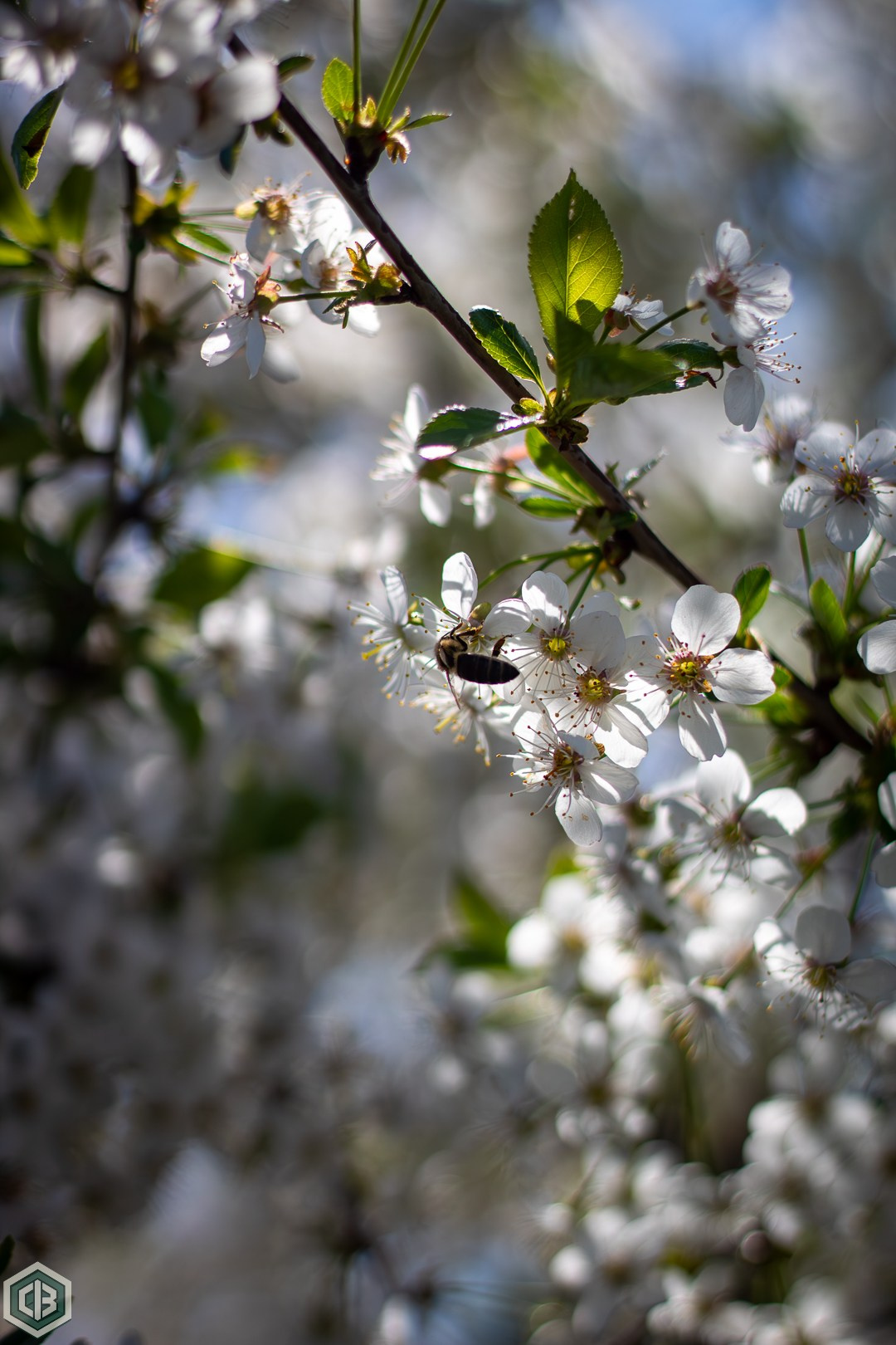 Cristian Baltag | Photography | Capturing Moments in Iasi