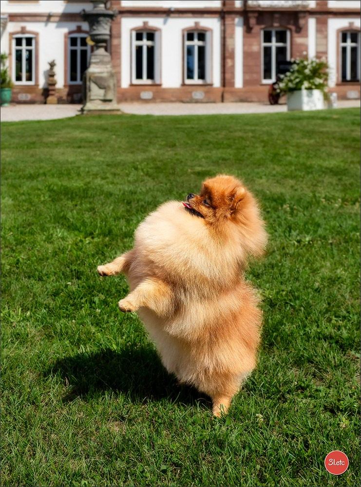 Expo canine Strasbourg  🇫🇷  23-24/08/2025. Photographe à Strasbourg | Portraits, Studio, Enfants, Événements