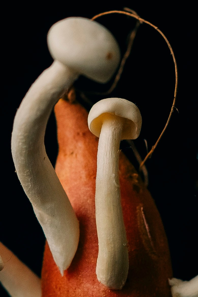 Sweet potato & mushrooms. Maria Sher. Fotógrafa profissional do Porto, Portugal