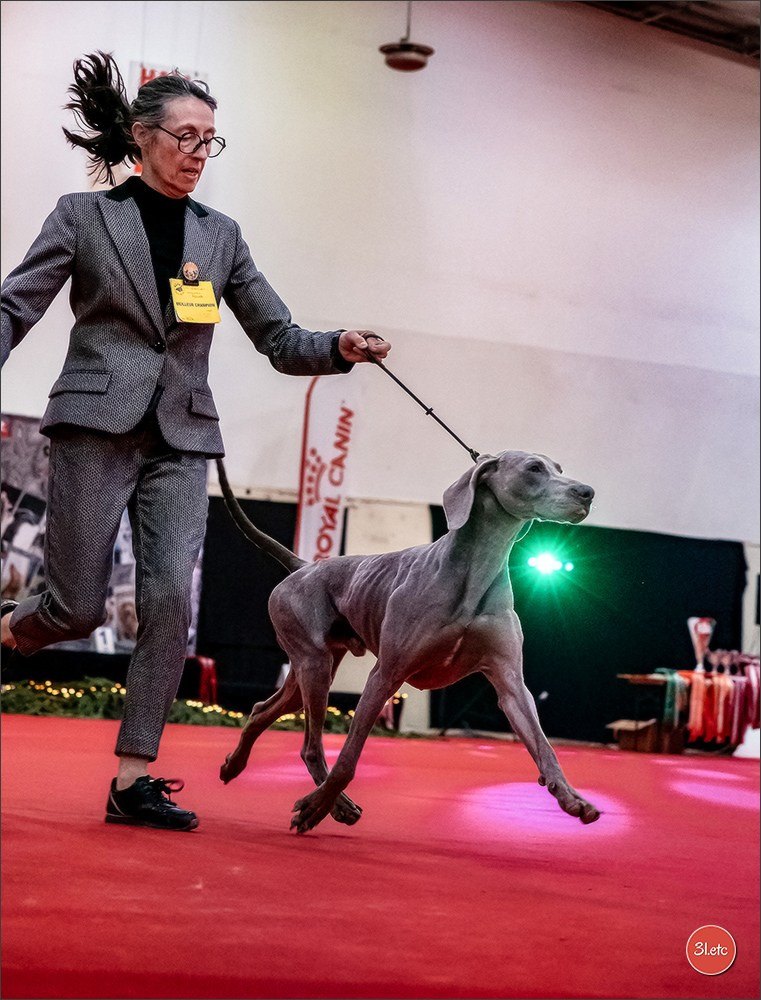 Exposition Canine à Rouen 7-8/12/2024. Photographe à Strasbourg | Portraits, Studio, Enfants, Événements