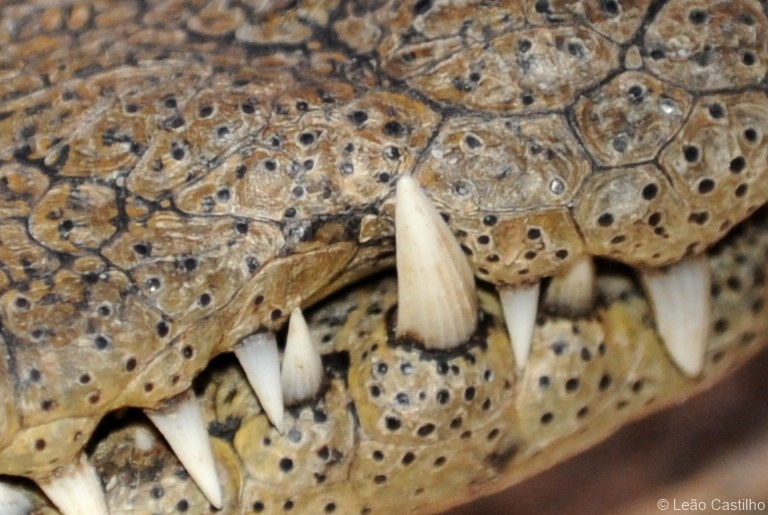 Photos of animals. Simbahalu