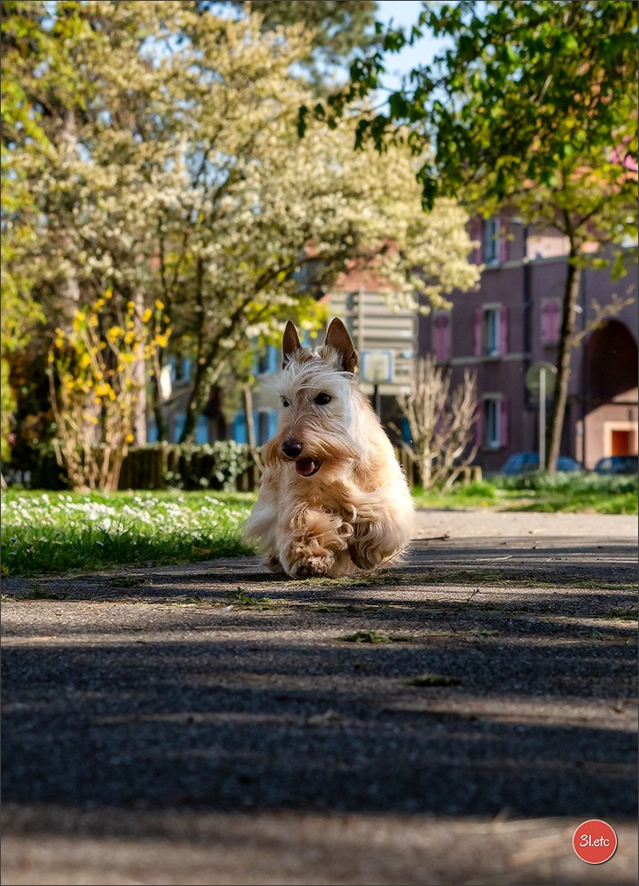 Expo canine   🇫🇷   Mulhouse 5-6/04/2025. Photographe à Strasbourg | Portraits, Studio, Enfants, Événements