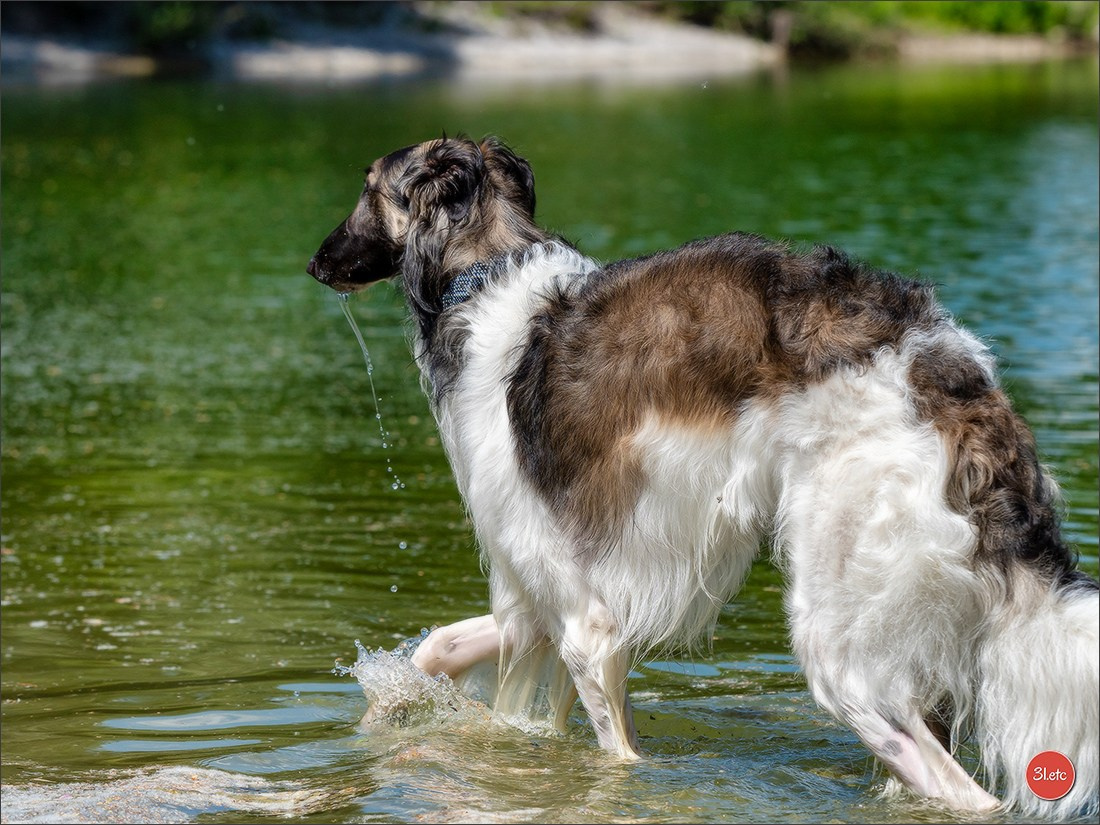 Dog Show Hallbergmoos  🇩🇪  11-13/07/2025. Photographe à Strasbourg | Portraits, Studio, Enfants, Événements