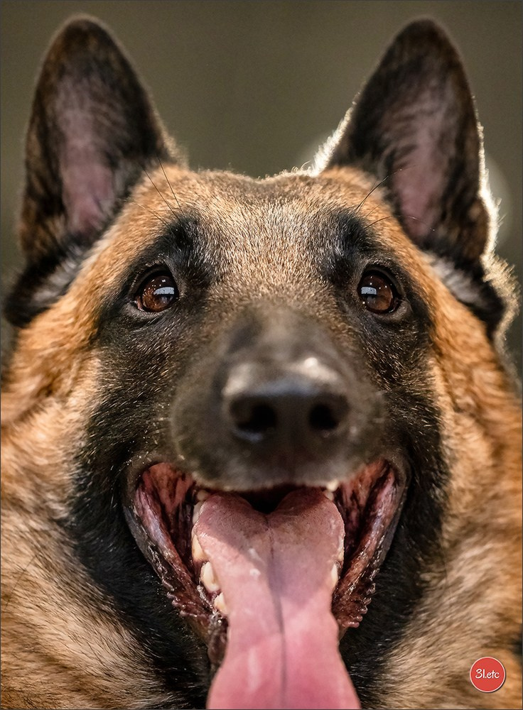 Expo canine 🇫🇷 Châlons-en-Champagne 22-23/02/2025. Photographe à Strasbourg | Portraits, Studio, Enfants, Événements