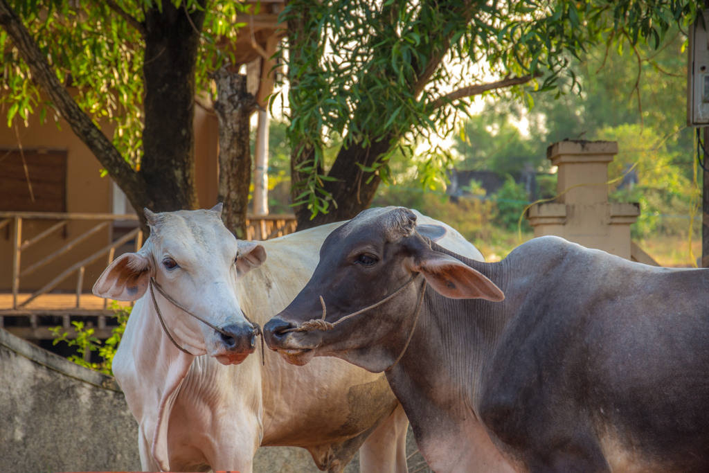 Kambodza. Bojana Žuža fotograf u Beogradu 📷 Belgrade photographer