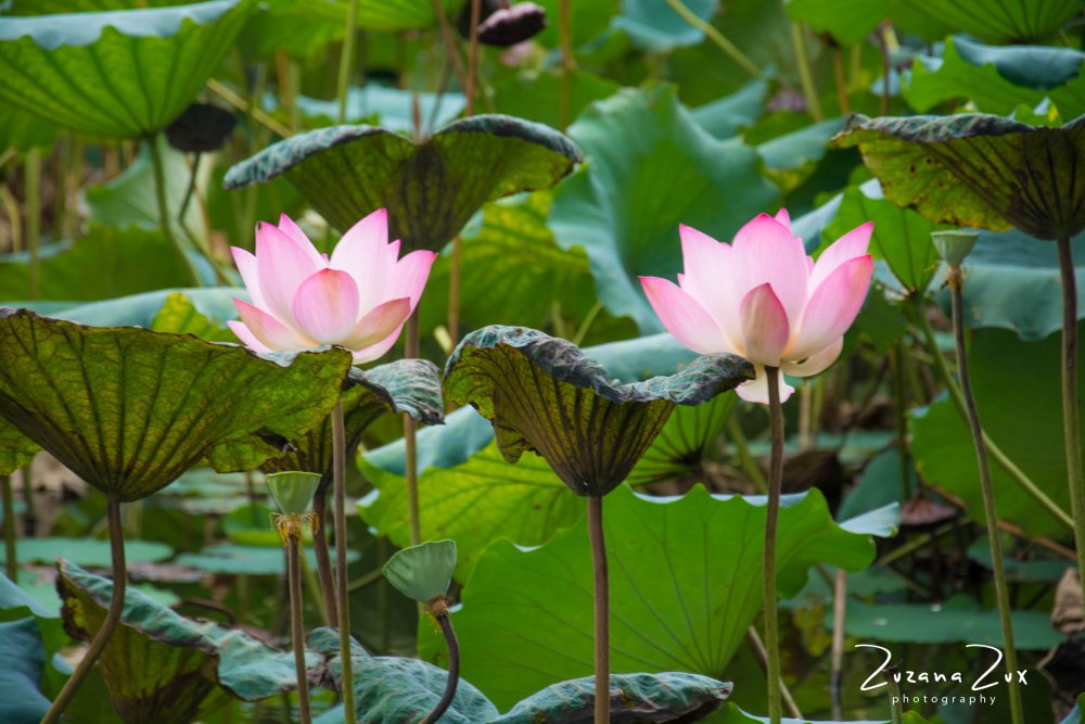 Kina. Bojana Žuža fotograf u Beogradu 📷 Belgrade photographer