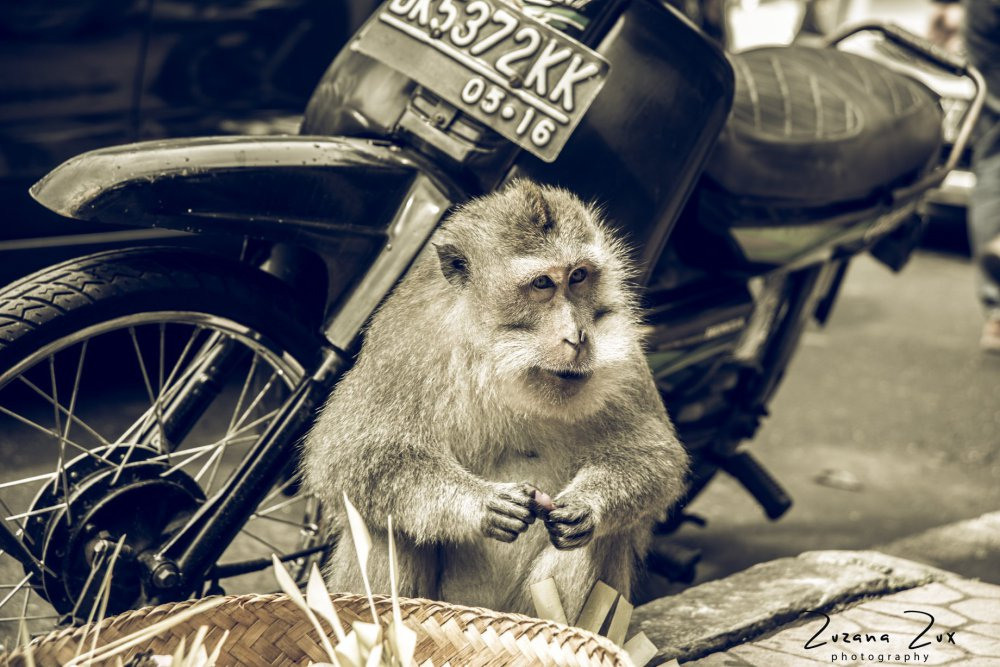 Indonesia. Bojana Žuža, photographer in Belgrade, Serbia