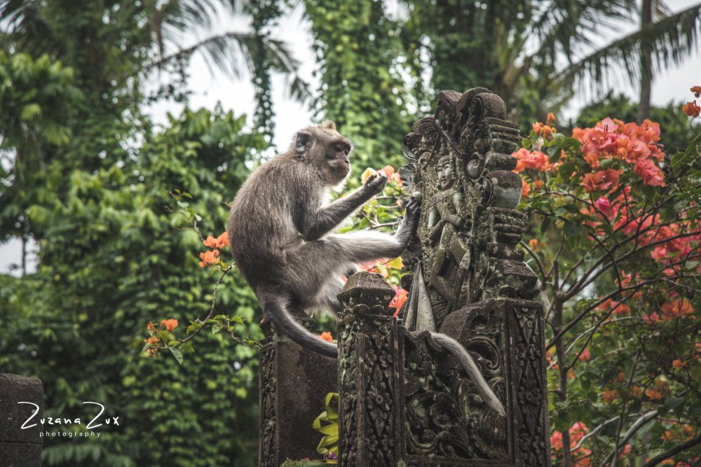 Indonesia. Bojana Žuža, photographer in Belgrade, Serbia
