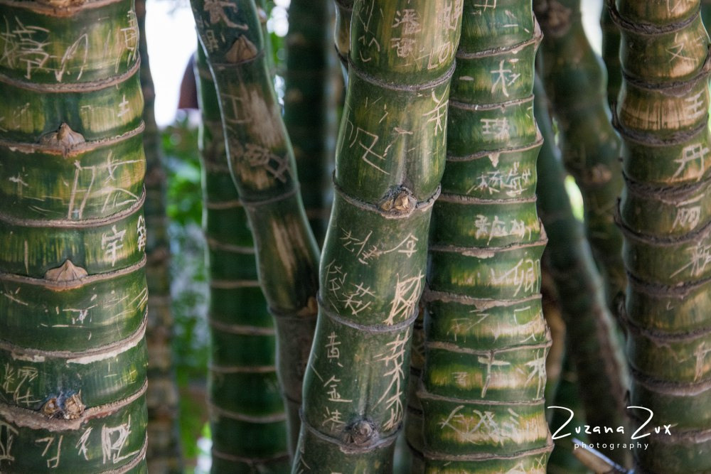 Kina. Bojana Žuža fotograf u Beogradu 📷 Belgrade photographer