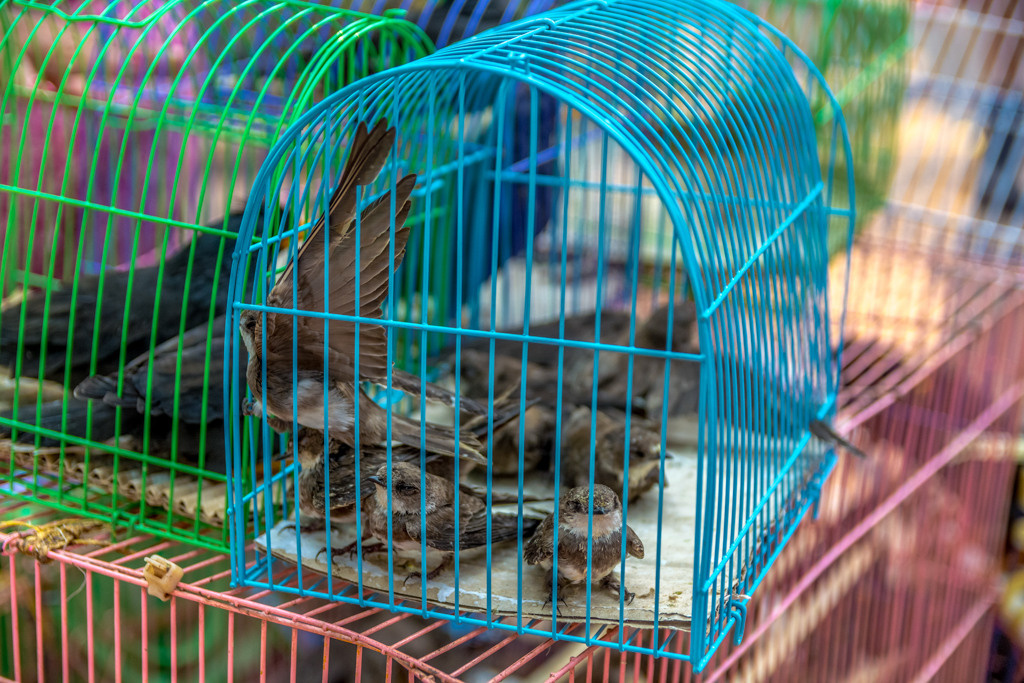 Kambodza. Bojana Žuža fotograf u Beogradu 📷 Belgrade photographer