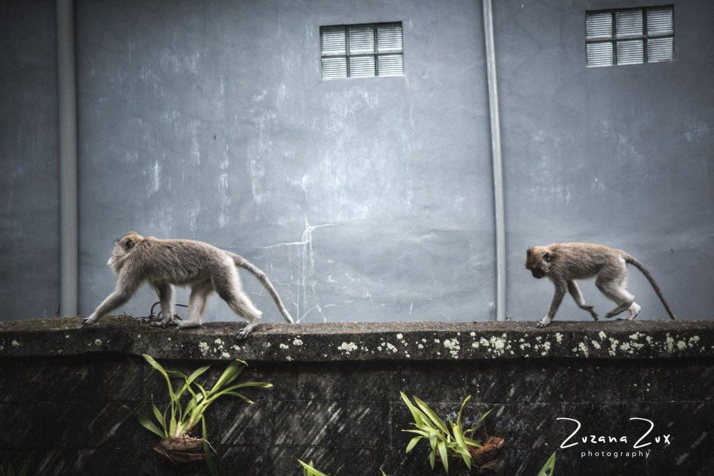 Indonesia. Bojana Žuža, photographer in Belgrade, Serbia