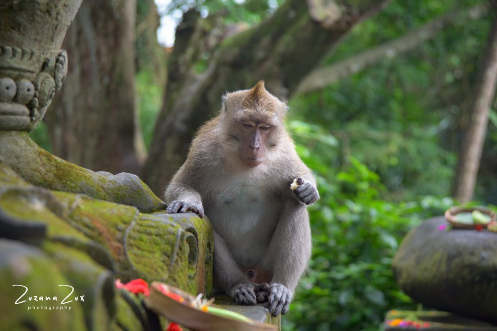 Indonesia. Bojana Žuža, photographer in Belgrade, Serbia
