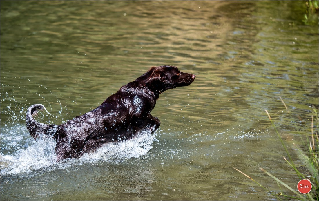 Expo canine 🇫🇷 Valence 03-04/05/2025. Photographe à Strasbourg | Portraits, Studio, Enfants, Événements