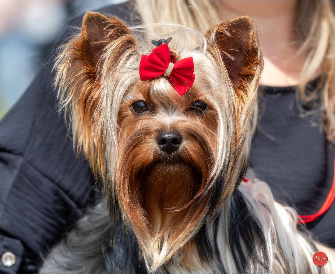 Dog Show Hallbergmoos  🇩🇪  11-13/07/2025. Photographe à Strasbourg | Portraits, Studio, Enfants, Événements