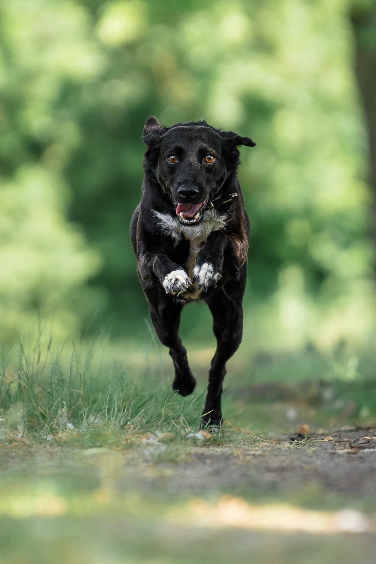 Hundeshooting mit Alina und Lara. Thorben Ihler - Dein Fotograf aus Emden
