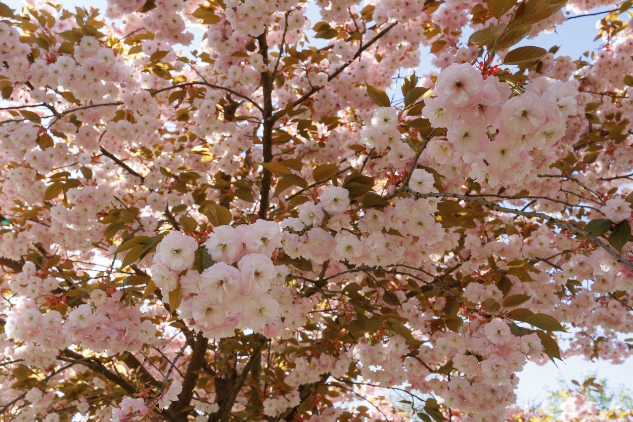 Отзывы. Свадебный и семейный фотограф в Праге — Анастасия Белоконь