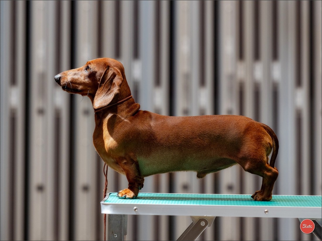 Dog Show Liege 🇧🇪 19-29/07/2025. Photographe à Strasbourg | Portraits, Studio, Enfants, Événements