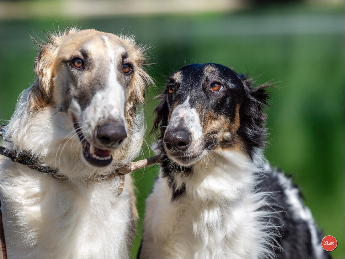Dog Show Hallbergmoos  🇩🇪  11-13/07/2025. Photographe à Strasbourg | Portraits, Studio, Enfants, Événements