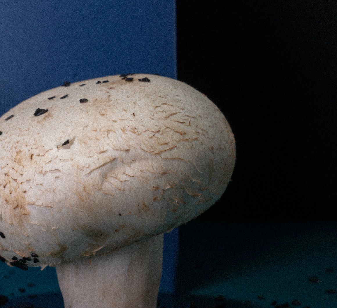 Factory (2023). Антонова | фото