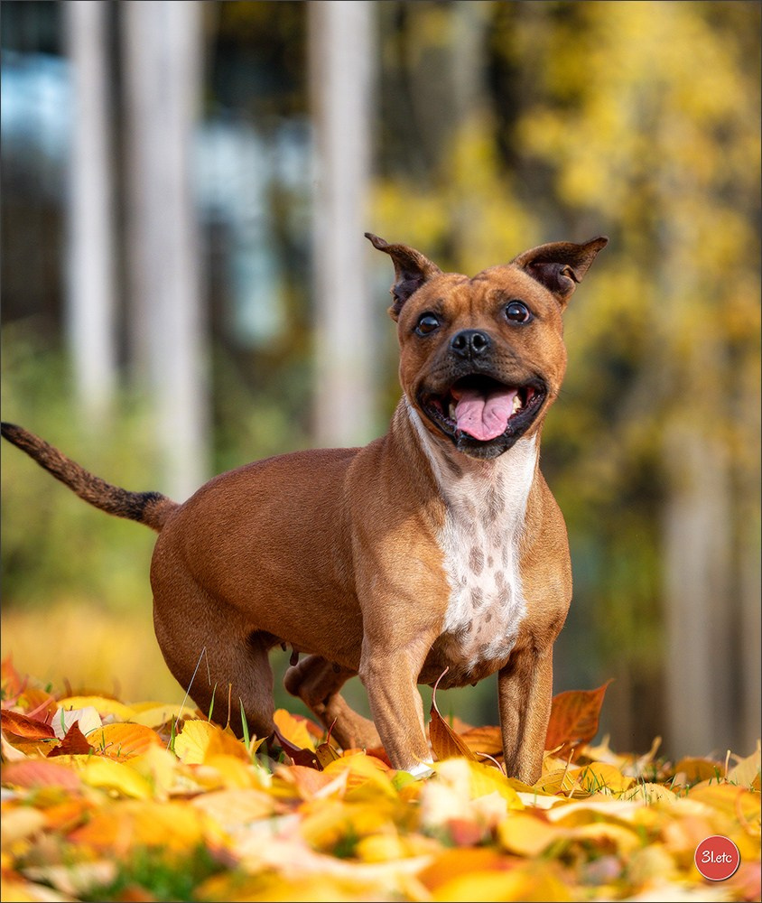 Strasbourg autumn. Photographe à Strasbourg | Portraits, Studio, Enfants, Événements