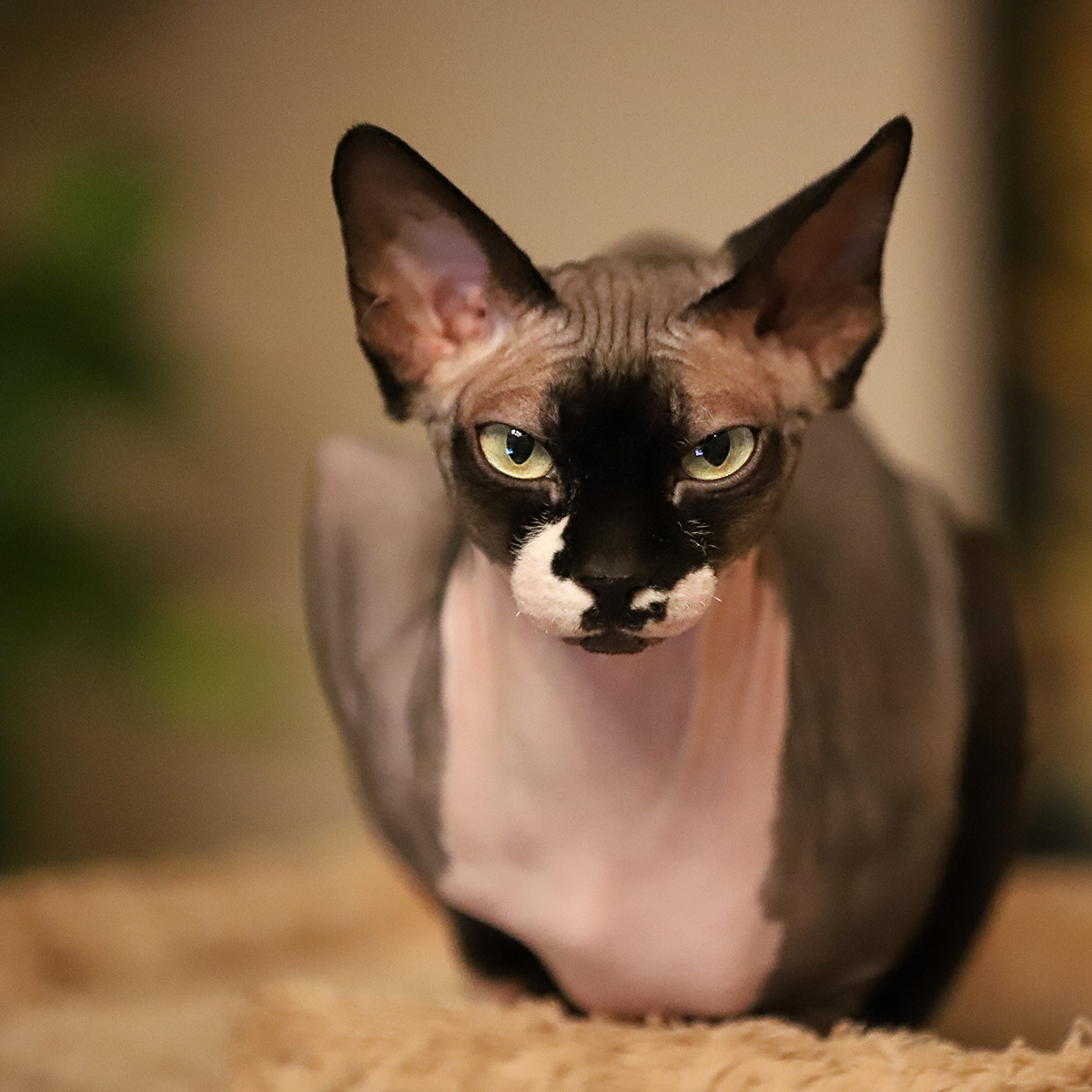 Cats. LUKIN IGOR Photography