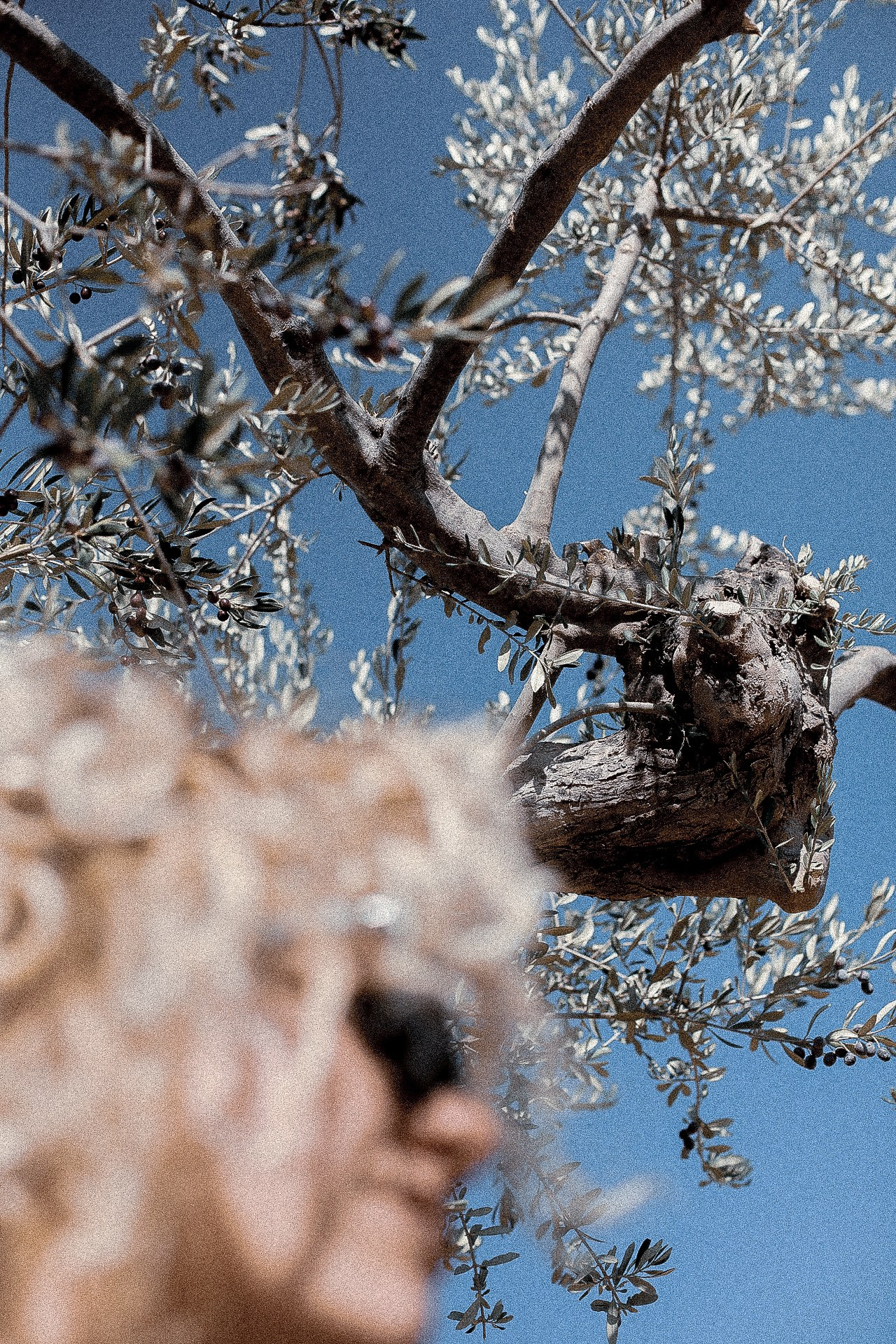 Olive deconstruction. Outdoor and art photographer. Alisa Lutchenkova