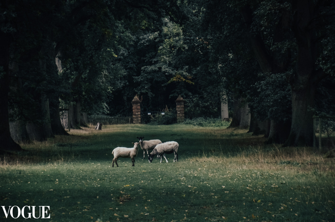 Three Sheeps in National Trust by Irina Zoteeva. Nature connection photographer in Solihull.