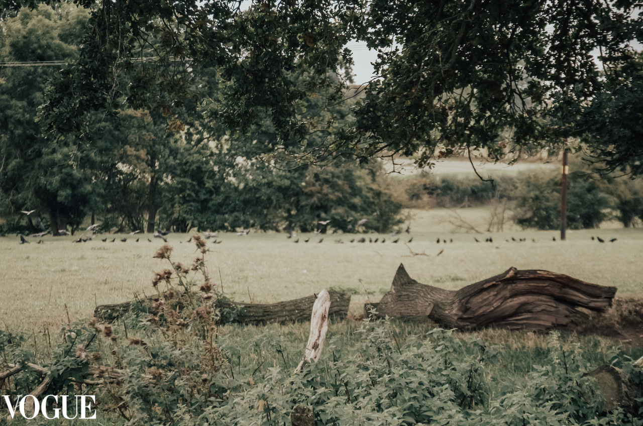 A broken tree is on the field. VOGUE Irina Zoteeva, nature photographer 