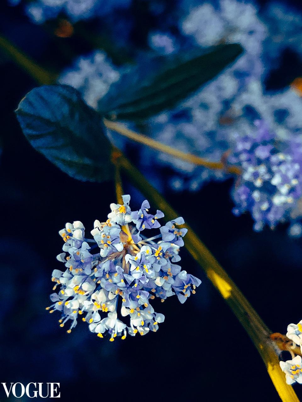 Blue flowers in VOGUE by Irina Zoteeva.