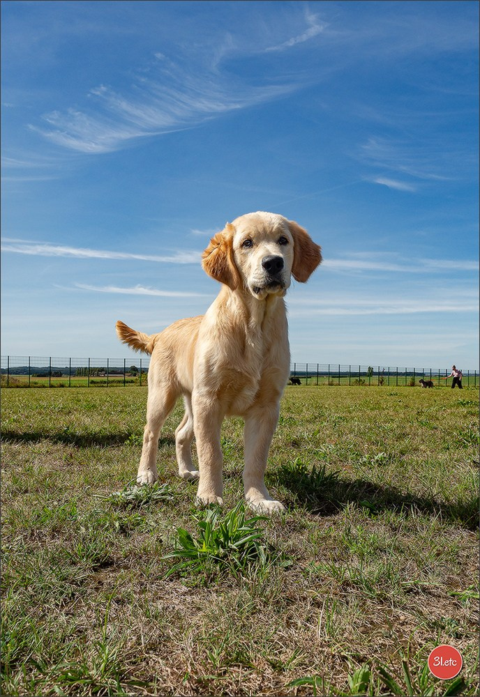 Expo canine 🇫🇷 MARGNY LES COMPIEGNE 06-07/09/2025. Photographe à Strasbourg | Portraits, Studio, Enfants, Événements