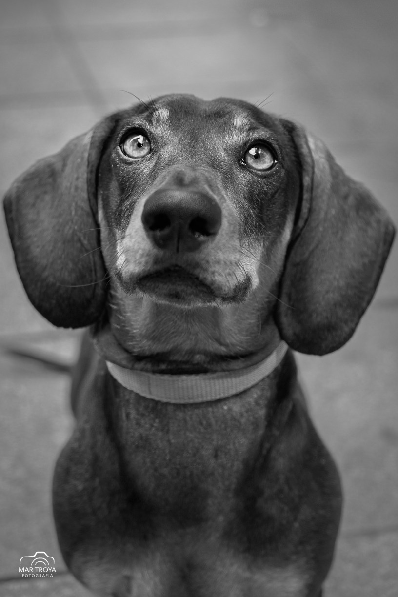 Fotos con huella, fotografía de perros y mascotas en Sevilla