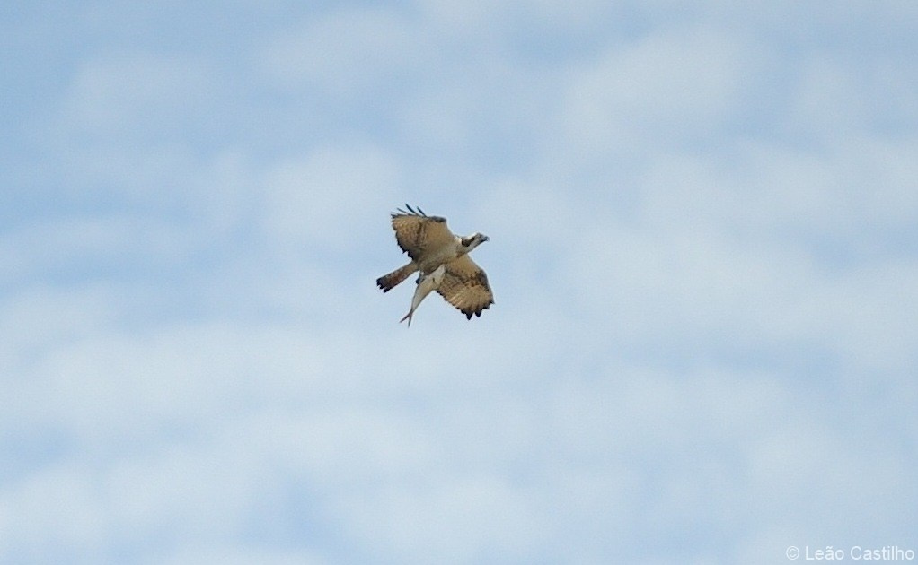 Photos of animals. Simbahalu