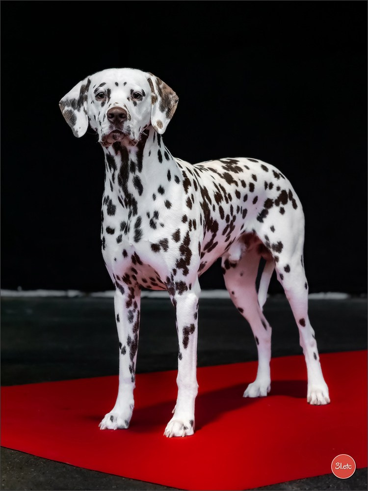 Exposition Canine à Rouen 7-8/12/2024. Photographe à Strasbourg | Portraits, Studio, Enfants, Événements