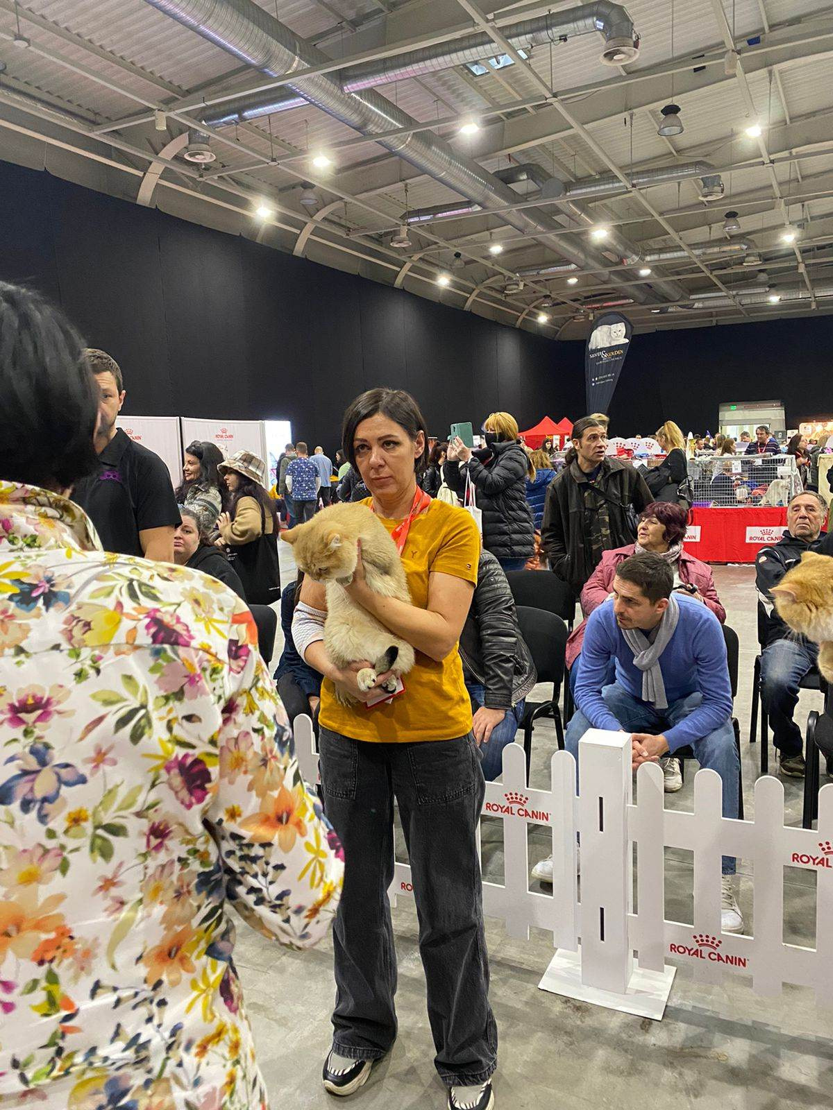 Bulgaria, Sofia 12-13/11/2022. Εκτροφείο βρετανικής κοντότριχης γάτας στην Ελλάδα, χρυσή βρετανική γά