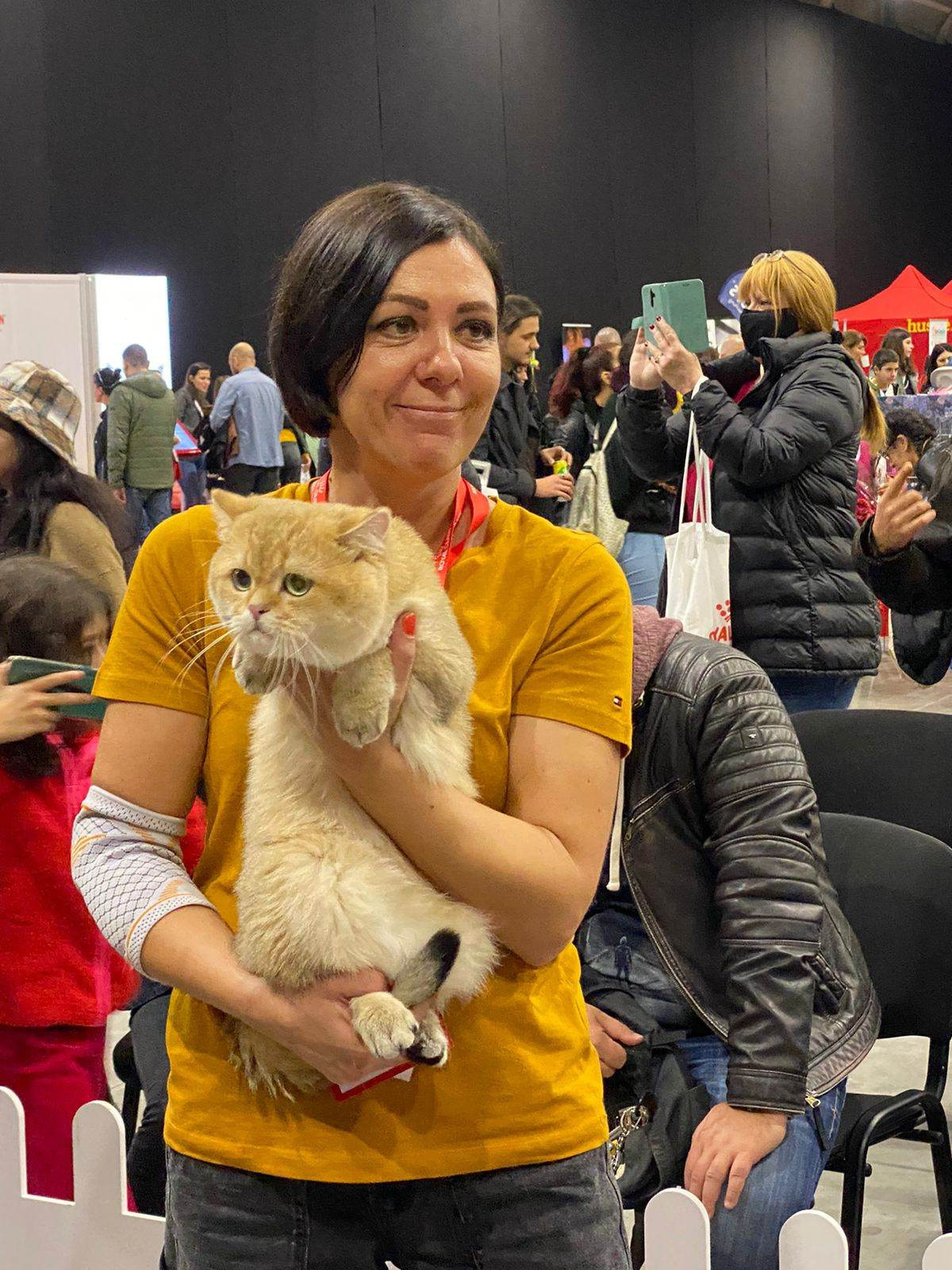 Bulgaria, Sofia 12-13/11/2022. Εκτροφείο βρετανικής κοντότριχης γάτας στην Ελλάδα, χρυσή βρετανική γά