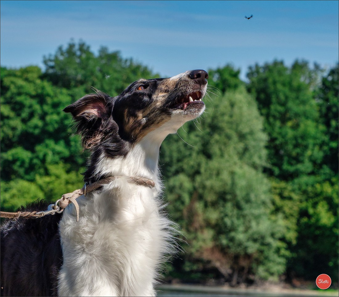Dog Show Hallbergmoos  🇩🇪  11-13/07/2025. Photographe à Strasbourg | Portraits, Studio, Enfants, Événements