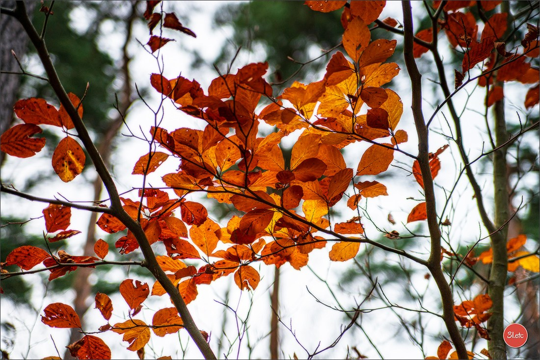 Rocher du Pfaffenlapp. Photographe à Strasbourg | Portraits, Studio, Enfants, Événements