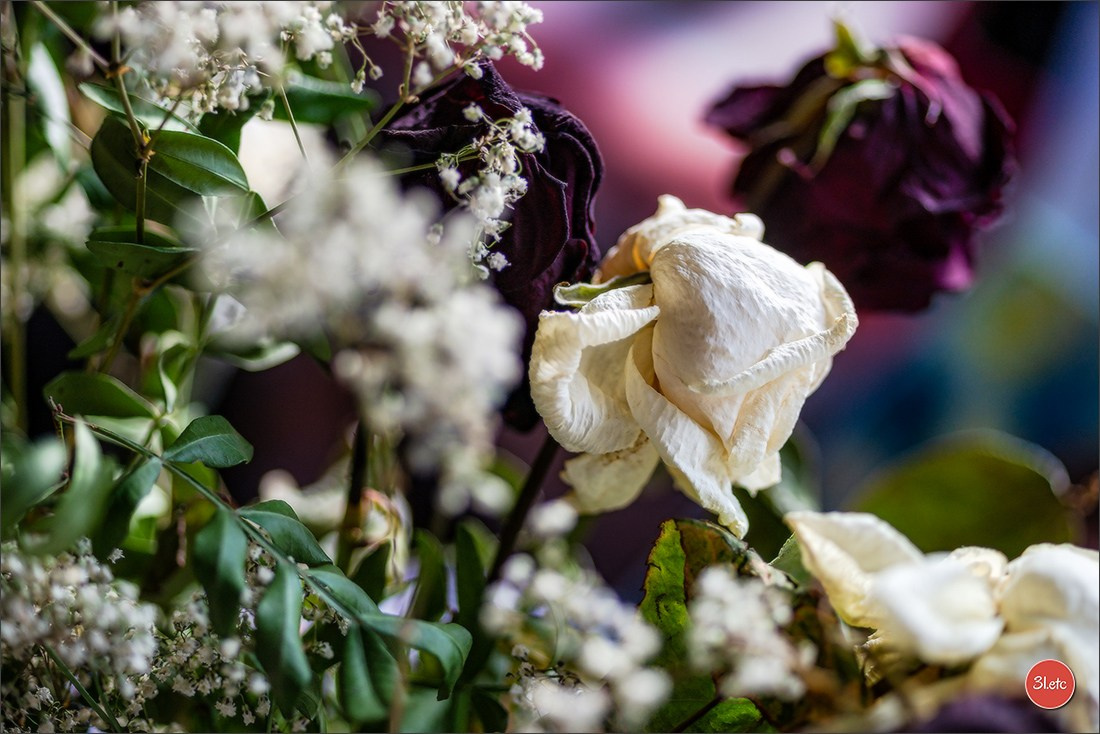 Les fleurs fanées. Photographe à Strasbourg | Portraits, Studio, Enfants, Événements