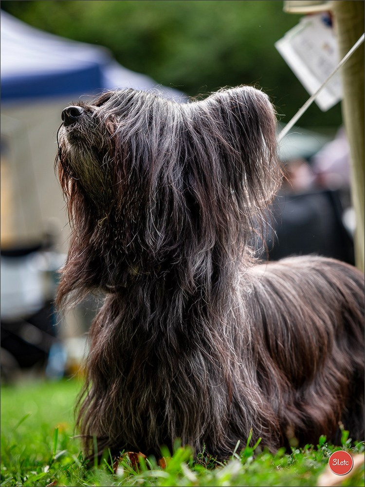 Expo canine Strasbourg  🇫🇷  23-24/08/2025. Photographe à Strasbourg | Portraits, Studio, Enfants, Événements