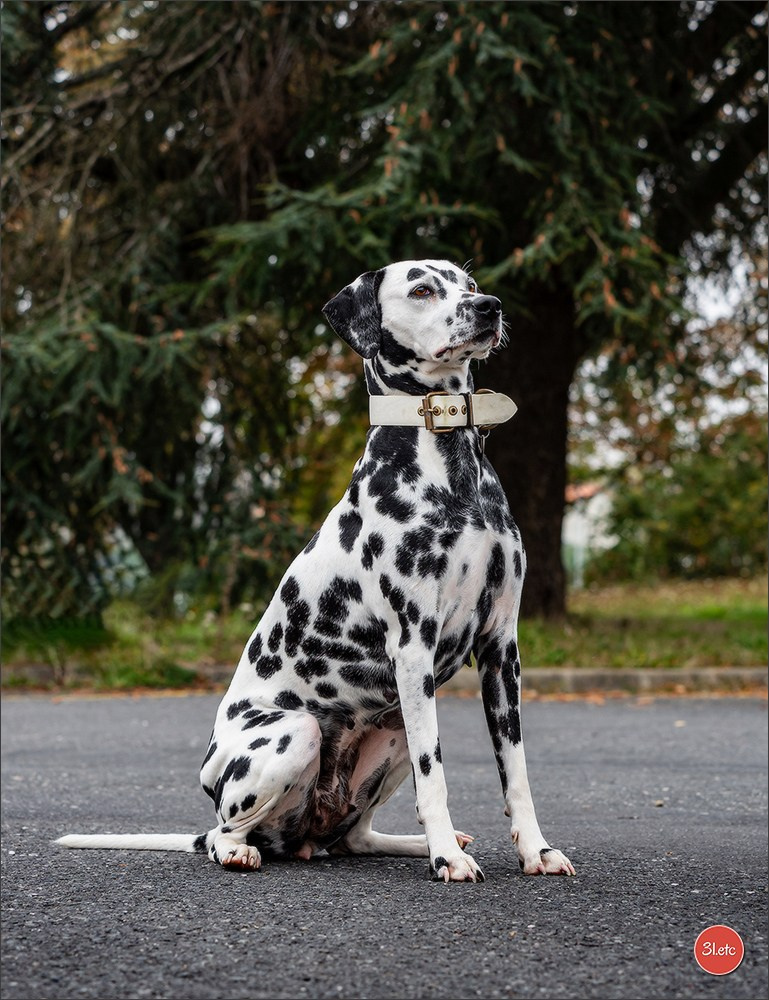 Expo canine 🇫🇷 Poitiers 18-19/10/2025. Photographe à Strasbourg | Portraits, Studio, Enfants, Événements