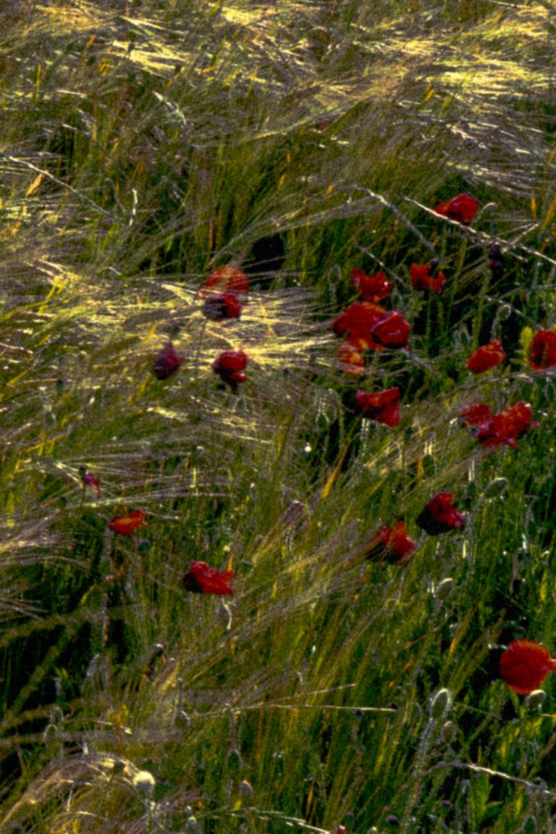 A dreamy close-up of tall grass with scattered red wildflowers