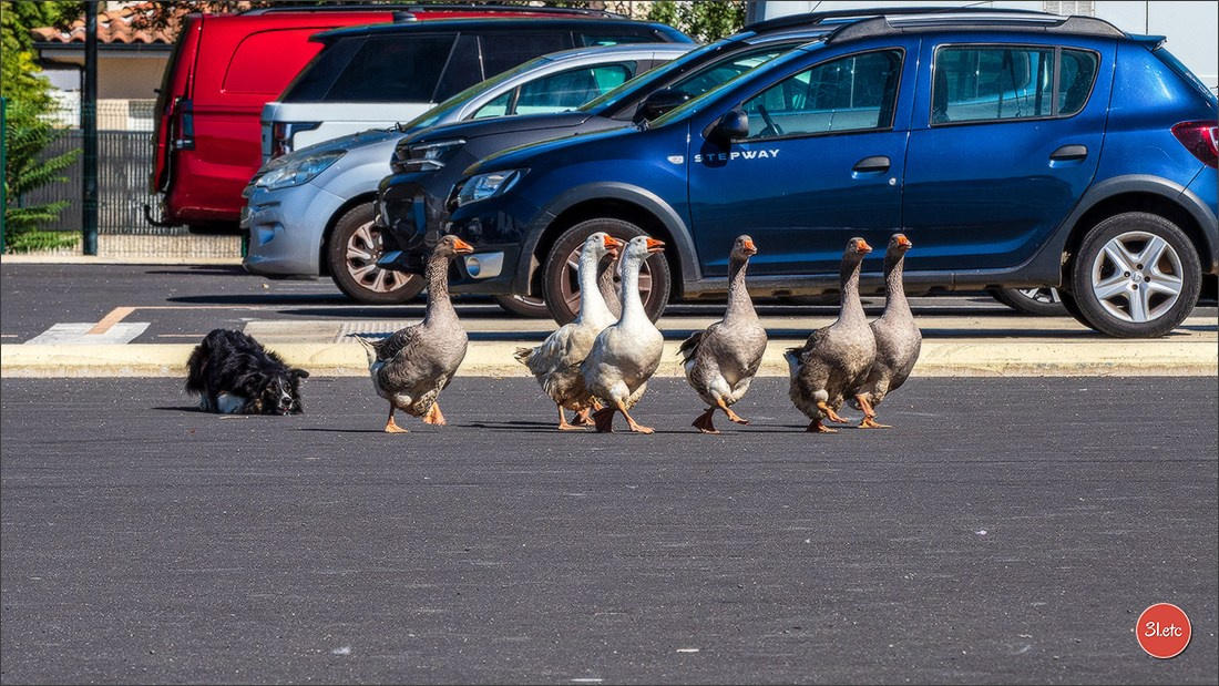 Expo canine 🇫🇷 Beziers 11-12/10/2025. Photographe à Strasbourg | Portraits, Studio, Enfants, Événements
