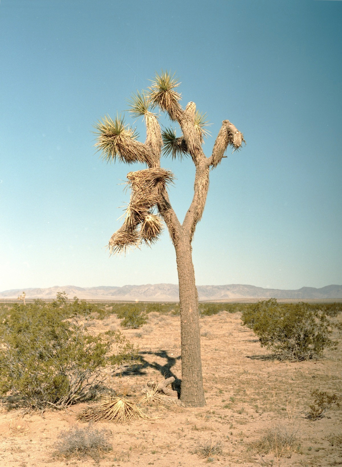 California desert photographs. Portrait Photographer in Brussels & Amsterdam — Victoria Ushkanova