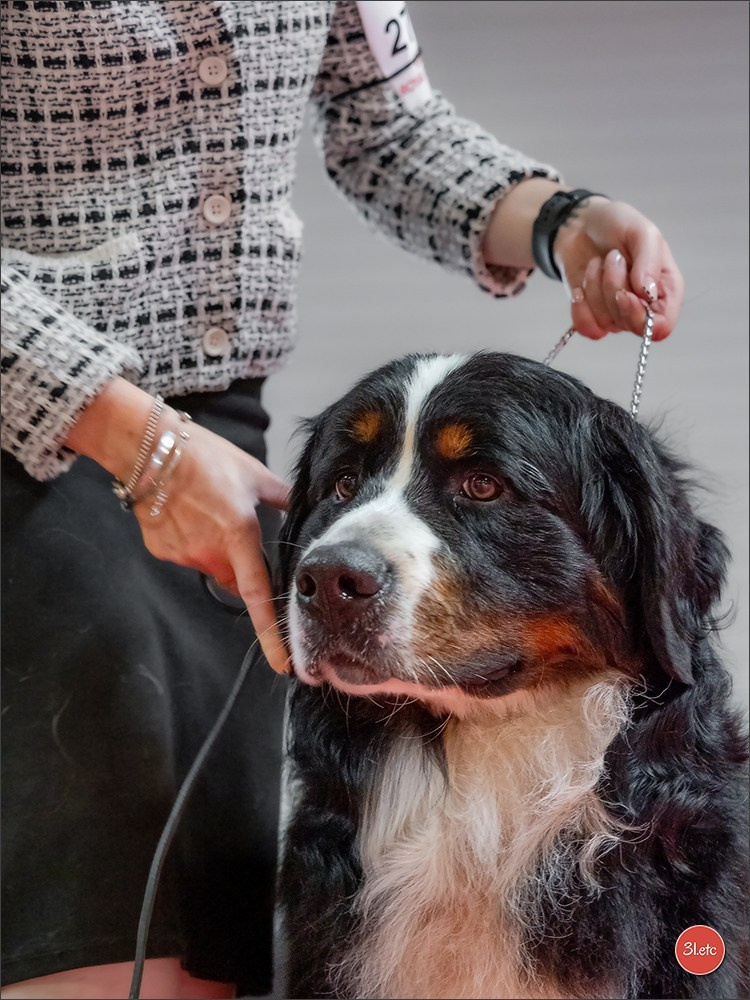 Expo canine 🇫🇷 Beziers 11-12/10/2025. Photographe à Strasbourg | Portraits, Studio, Enfants, Événements